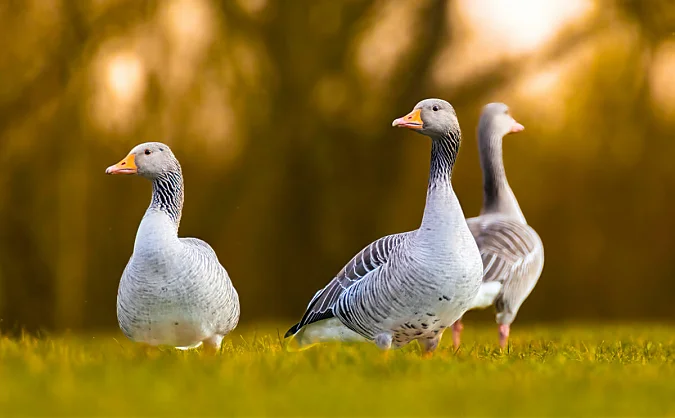 Titelbild des Artikels