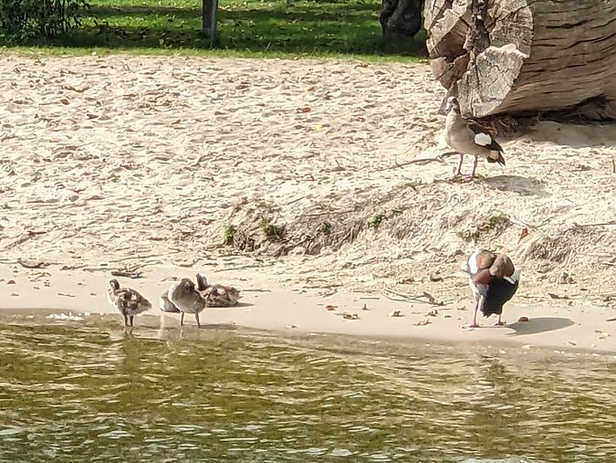 Saunafloß Havelsauna