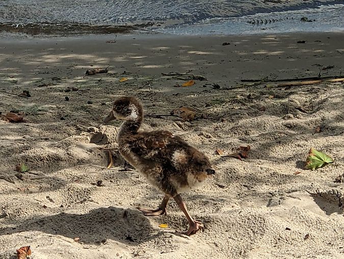 Saunafloß Havelsauna