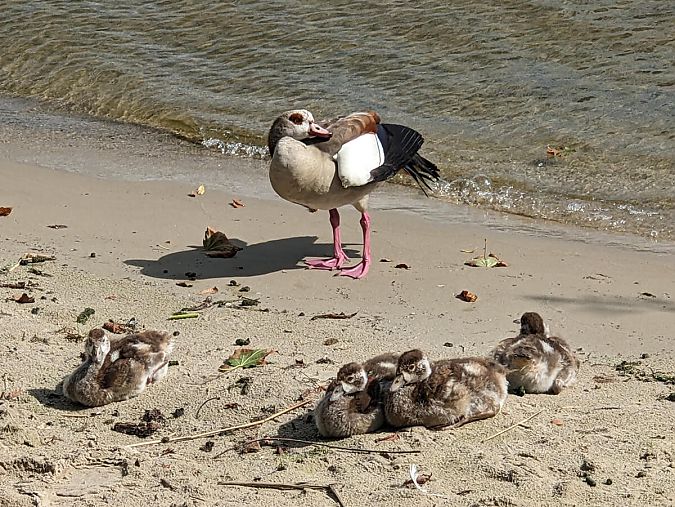 Saunafloß Havelsauna
